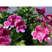 2 stuks! spaanse geranium donker roze eenjarige plant