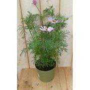 3 stuks! Cosmea roze