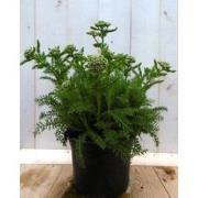 3 stuks - Achillea duizendblad roze