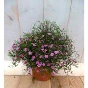 5 stuks - Gipskruid roze