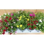 Million bells petunia 10 potjes per tray kleur mix