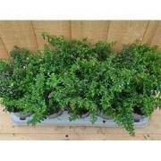 Luciferplant Cuphea 10 potjes per tray kleur mix