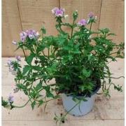 Nemesia kleur roze