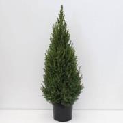 Picea glauca perfecta 80-100 cm