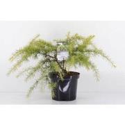 Cedrus deodara golden horizon 45 cm