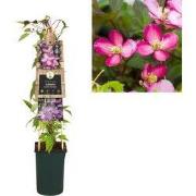 Klimplant Clematis montana Van Gogh 75 cm
