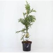 Cryptomeria jap rasen 95 cm