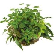 Ap-ball hydrocotyle verticillata Aquafleur