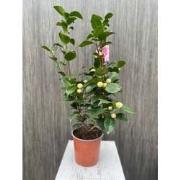 Camelia Japonica