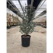 Eucalyptus gunnii Azura 10 liter pot