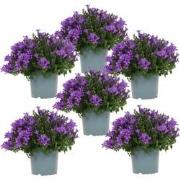 Campanula Addenda - Klokjesbloem paars potmaat 12cm - 1m2 bodembedekke...