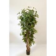 Dracaena surculosa 180 cm kunstplant Oosterik Home