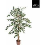 Mica Decorations ficus hawaii - 105x60 groen bont in plastic pot