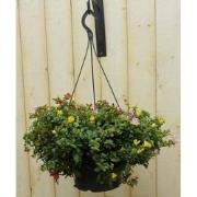 3 stuks - Portulaca verschillende kleuren