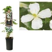 3 stuks - Klimplant Clematis montana Grandiflora 75 cm