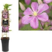 3 stuks - Klimplant Clematis Comtesse de Bouchaud 75 cm