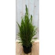 3 stuks - Kattestaart Liatris 50 cm