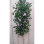2 stuks - Hangzak Petunia Million Bells Kleur Varieert