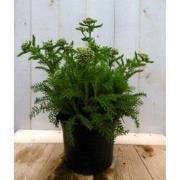 3 stuks - Achillea duizendblad wit