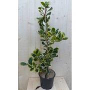 Hulst geelbont 80 cm