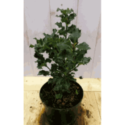 Hulst groen 30 cm