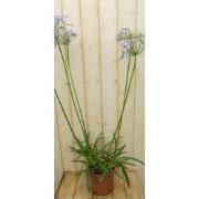 Agapanthus 70 cm