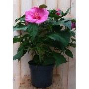 Newbiscus roze