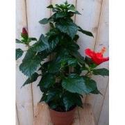 Hibiscus Newbiscus Grootbloemig 70 cm