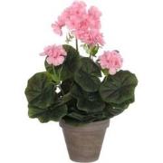 Geranium h34 d20 cm roze in pot Stan d11,5 cm grey Edelman - E-Retail