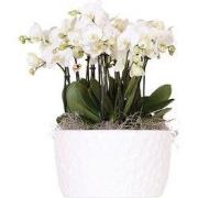 Kolibri Orchids | witte orchideeënset in Honey dish incl. waterreservo...