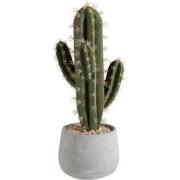 J-Line - Succulent+pot Cement Groen - 17x17x46cm