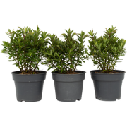 Struikveronica - Set van 3 - Hebe All Blooms 'Ranaia' - Hoogte 30-35cm...