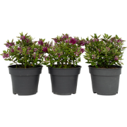 Struikveronica - Set van 3 - Hebe All Blooms 'Samona' - Hoogte 30-35cm...