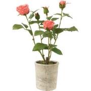 J-Line - Roos 5 Koppen In Pot Plastiek/textiel Roze/groen - 20x20x39cm