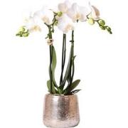 Kolibri Orchids | witte Phalaenopsis orchidee  Amabilis + Luxury sierp...