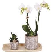 Kolibri Orchids | Plantenset Untamed Nature small | Groene planten met...