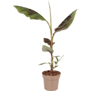 Rode bananenplant -  Musa sikkimensis Ever Red - Hoogte 55-70cm - ?21c...