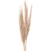 Clayre & Eef Droogbloemen  100 cm Beige Droogbloemen Droogboeket