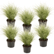 Zegge - Set van 6 - Carex 'Amazon Mist' - Hoogte 15-25cm - ?10,5cm