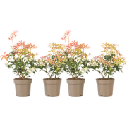 Rotsheide - Set van 4 - Pieris 'Forest Flame' - Hoogte 25-40cm - ?17cm
