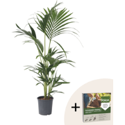 Kentiapalm - Howea forsteriana - Hoogte 90-100cm - ?18cm