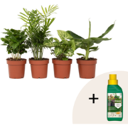 Kamerplantenset - Set van 4 - Hoogte 25-40cm - ?12cm