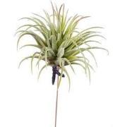Tillandsia rubra 12 cm lt green