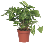 Pijlplant - Syngonium podophyllum 'Pixie' - Hoogte 25-40cm - ?12cm