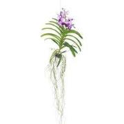 Lila Orchidee L - Vanda 'Lila' - Hoogte 55-65cm