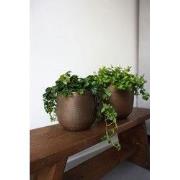 HS Potterie Davos Pot Brons - 13