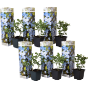 Mannentrouw - Set van 6 - Plumbago auriculata - Hoogte 25-40cm - ?9cm