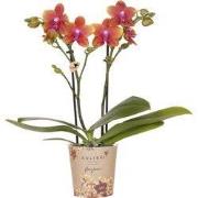 Kolibri Orchids | oranje geurende Phalaenopsis orchidee - Fragrance - ...