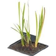 Drijvende vijvermand vierkant 40x40 cm