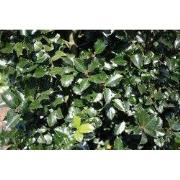 Ilex meserveae Blue Prince 200 cm